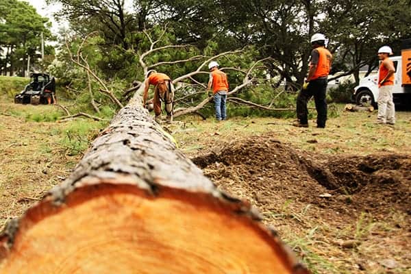 Team of Arborist completing Tree Removal