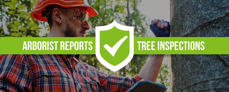 What Is An Arborist Report Ashleys Tree Care