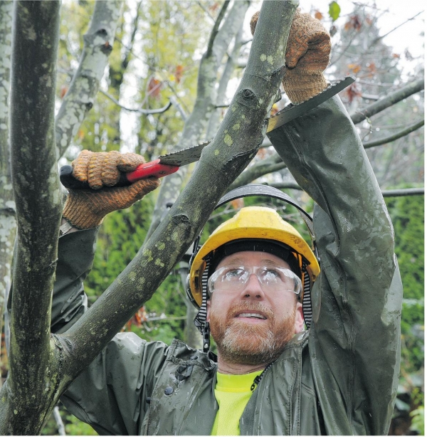 Person Holding Sheers completing Tree Trimming and Pruning