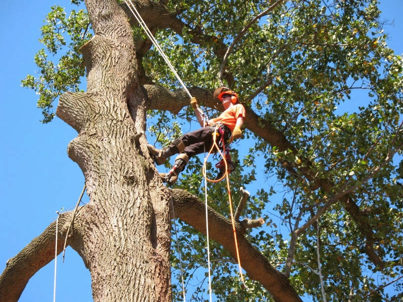 Arborist Climbing Tree to record information for Arborist Report