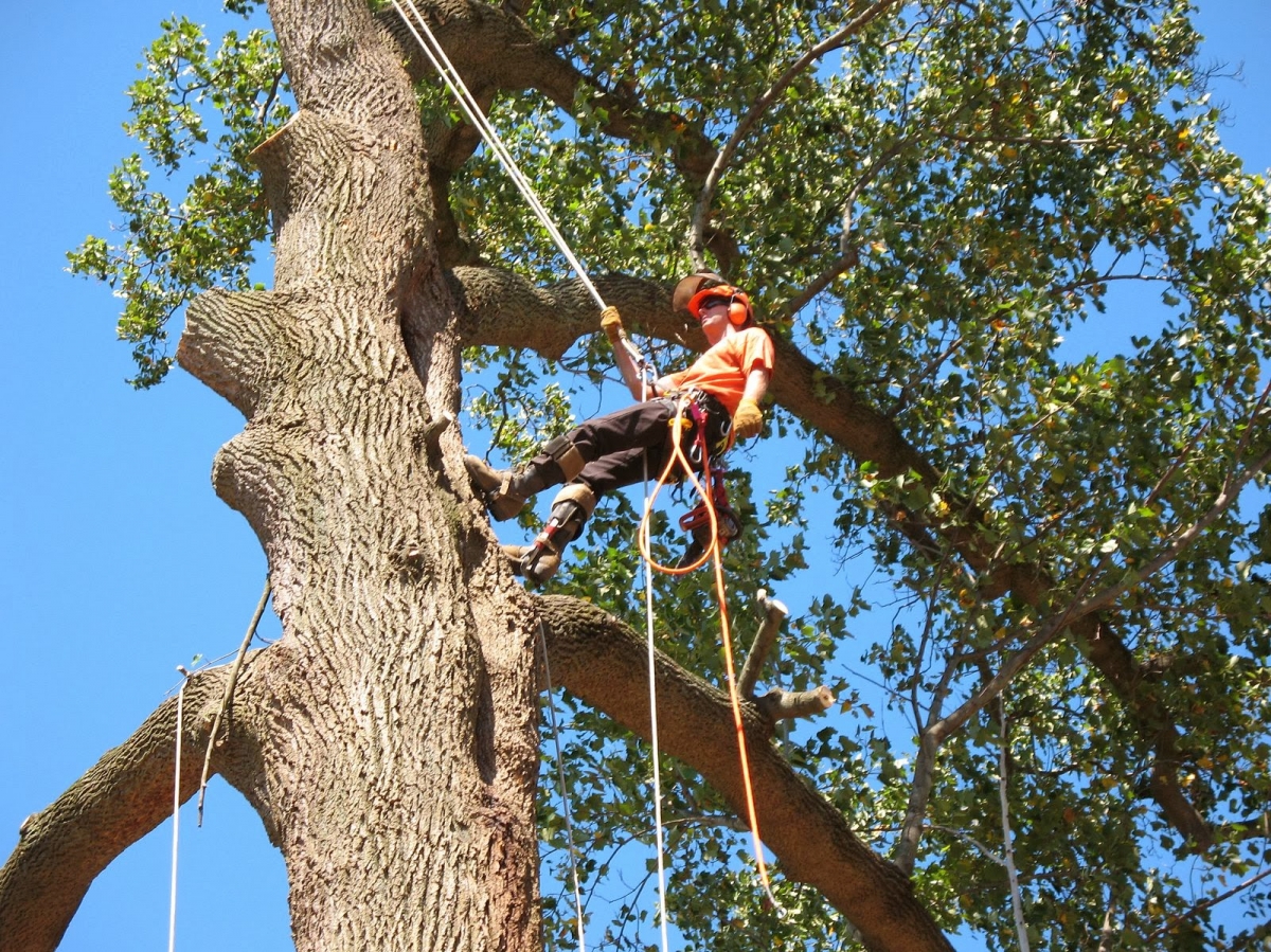 tree trimming