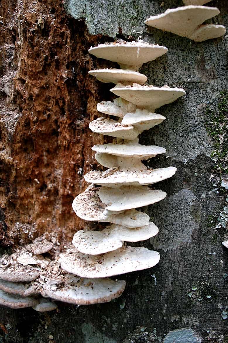 fungi