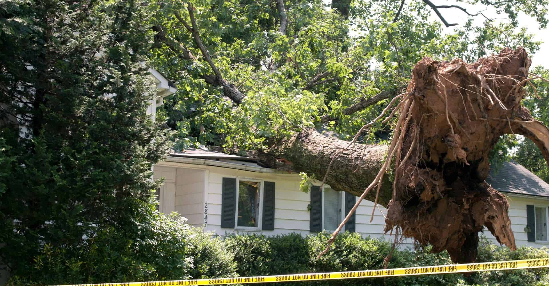 emergency tree removal