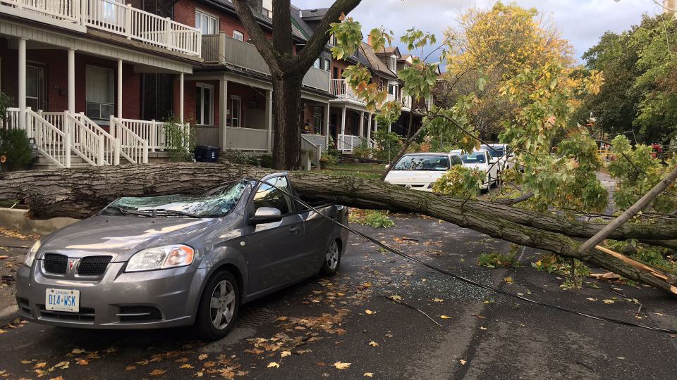 emergency tree removal